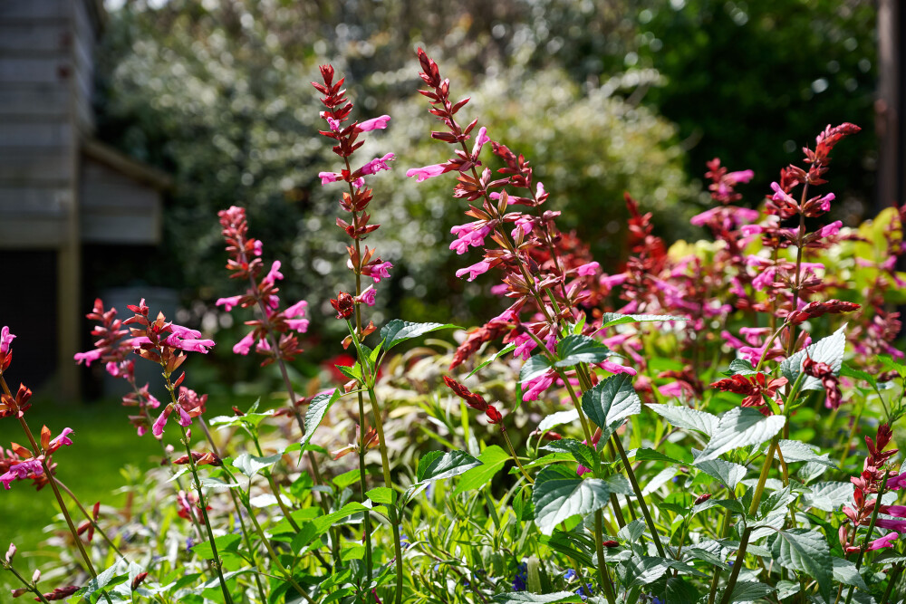 Roze Salvia Salgoon® Lake Flamingo