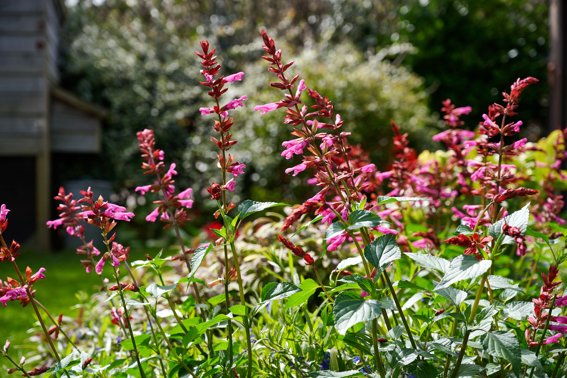 Roze Salvia Salgoon® Lake Flamingo