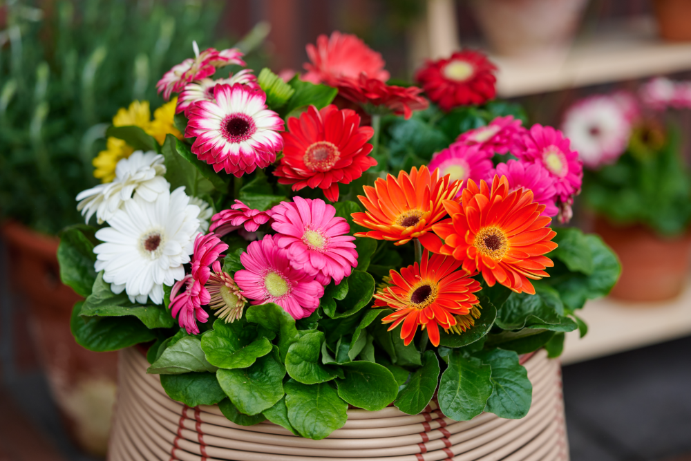 Potgerbera Melodiva in een mix van kleuren
