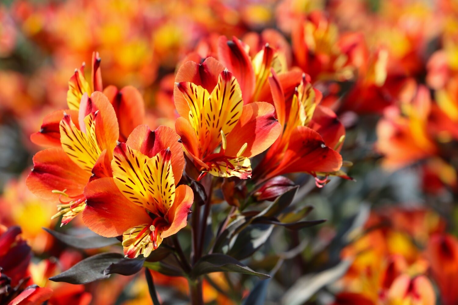alstroemeria indian summer