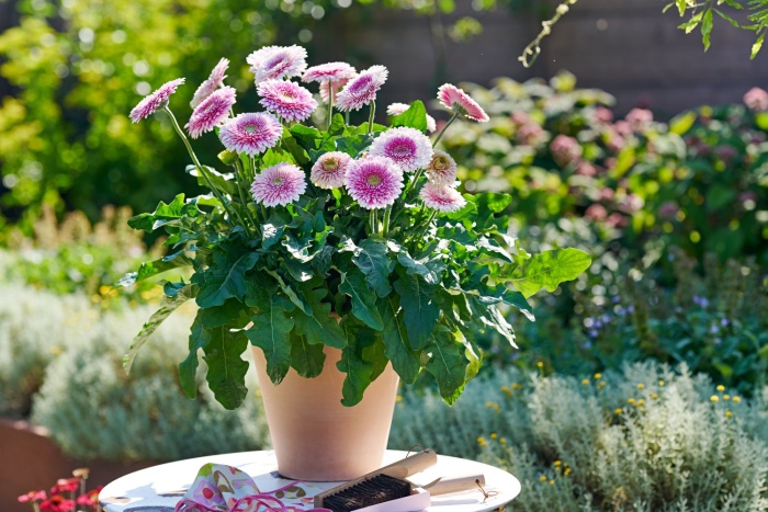 Potgerbera HilverdaFlorist