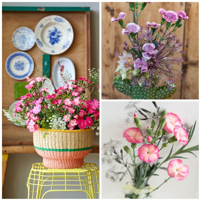 Inspiratie Dianthus Sparkz®